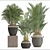 Tropical Palm Collection | Howea Forsteriana 3D model small image 3