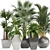 Gorgeous Indoor Plant Collection 3D model small image 1