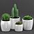 Elegant Cactus & Succulent Set 3D model small image 1