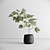 Scandinavian Greenery: Nordic-Style Plant 3D model small image 1