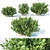 Versatile Buxus for Stunning Landscapes 3D model small image 1