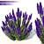 Graceful Echium Candicans - 3D Model 3D model small image 1