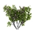 Beautiful Magnolia Susan Bush 3D model small image 2