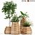 129 Indigenus Tuber Plant Collection 3D model small image 1