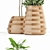 129 Indigenus Tuber Plant Collection 3D model small image 2