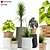 Indigenous Soma Plants: Collection 131 3D model small image 1