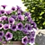 Vibrant Petunia Bushes 3D model small image 2