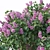 Lilac Breeze: Syringa vulgaris #3 3D model small image 2