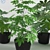 Designer Aralia and Sheflera Collection 3D model small image 2