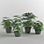 Designer Aralia and Sheflera Collection 3D model small image 3