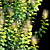 Golden Spirit Cotinus: Multistem Beauty 3D model small image 2