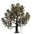 Magnolia Grandiflora: Mature Beauty 3D model small image 1