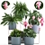 Exotic Indoor Plant Collection 3D model small image 1