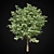 Giant Maple Tree: 15m Height, 12x14m Leaf Spread 3D model small image 1