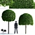 Hornbeam Topiary Ball | Carpinus Betulus #2 3D model small image 1