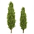 Mediterranean Cypress Shrub: V-Ray Ready 3D model small image 2