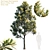 Exquisite Darlingia Darlingiana: Brown Silky Oak 3D model small image 1