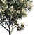 Silky Oak Tree: Grevillea Baileyana 3D model small image 2