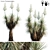Elegant Beaked Yucca: Vibrant Variation 3D model small image 1