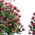 Vibrant Pieris Japonica Forest Flame 3D model small image 2
