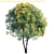 Versatile 3D Model | Thevetia Peruviana 3D model small image 2