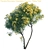 Versatile 3D Model | Thevetia Peruviana 3D model small image 3