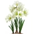 Exotic Hippeastrum Plant Collection 3D model small image 2