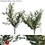 Exquisite Paperbark Maple Tree 3D model small image 1