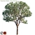 Exquisite Paperbark Maple | Acer Griseum 3D model small image 2