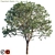 Exquisite Paperbark Maple | Acer Griseum 3D model small image 3