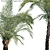 Tropical Paradise: Phoenix & Pygmy Palm 3D model small image 2