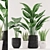 Botanical Bliss: Aloe, Colocasia, Paradise, and Sansevieria in Black and White Pots 3D model small image 1