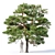 3-Pine Collection: Pinus Sylvestris #5 H7-10m 3D model small image 2