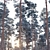 Snow-covered Pinus sylvestris: Twin Tree Set 3D model small image 4