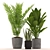 139 Plants Collection: Aspidistra, Aloe Vera, Palm with Black & Color Pots 3D model small image 2