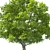 Tilia Tree: 10m Height Set 3D model small image 2