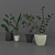 Sina Model: Elegant Indoor Plant 3D model small image 1