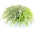 Hakonechloa Skinny Grass | Ornamental Grass 3D model small image 2