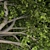 Green Tree - Beautiful Exterior Scene 3D model small image 2