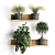 Vertical Oasis: Houseplant Collection with Decorative Shelf 3D model small image 2