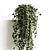 Ivy Wonder Long - Beautiful Hanging Plant 3D model small image 2