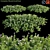 Arctostaphylos Emerald Carpet: Versatile Groundcover 3D model small image 1