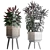 Exotic Houseplant Collection 3D model small image 4