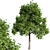 Maple Tree 2014 3D model small image 1