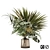 Tropical Green Oasis: Palms & Bouquet 3D model small image 1