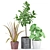 Greenery Bundle: Ficus, Marginata, Peperonia 3D model small image 1