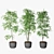 Triple Ficus Benjamin Trio in Pots 3D model small image 1