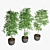 Triple Ficus Benjamin Trio in Pots 3D model small image 3