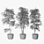 Triple Ficus Benjamin Trio in Pots 3D model small image 5