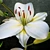 Ethereal Lilium Blossom 3D model small image 2